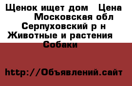Щенок ищет дом › Цена ­ 100 - Московская обл., Серпуховский р-н Животные и растения » Собаки   